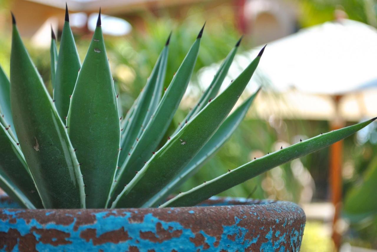 Hacienda De Palmas Bed & Breakfast La Ribera ภายนอก รูปภาพ